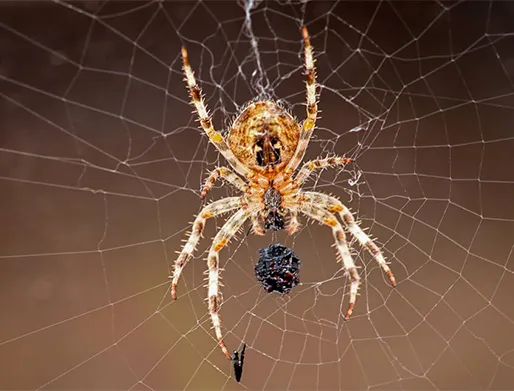 Dedetização de Aranhas no Jardim São Paulo