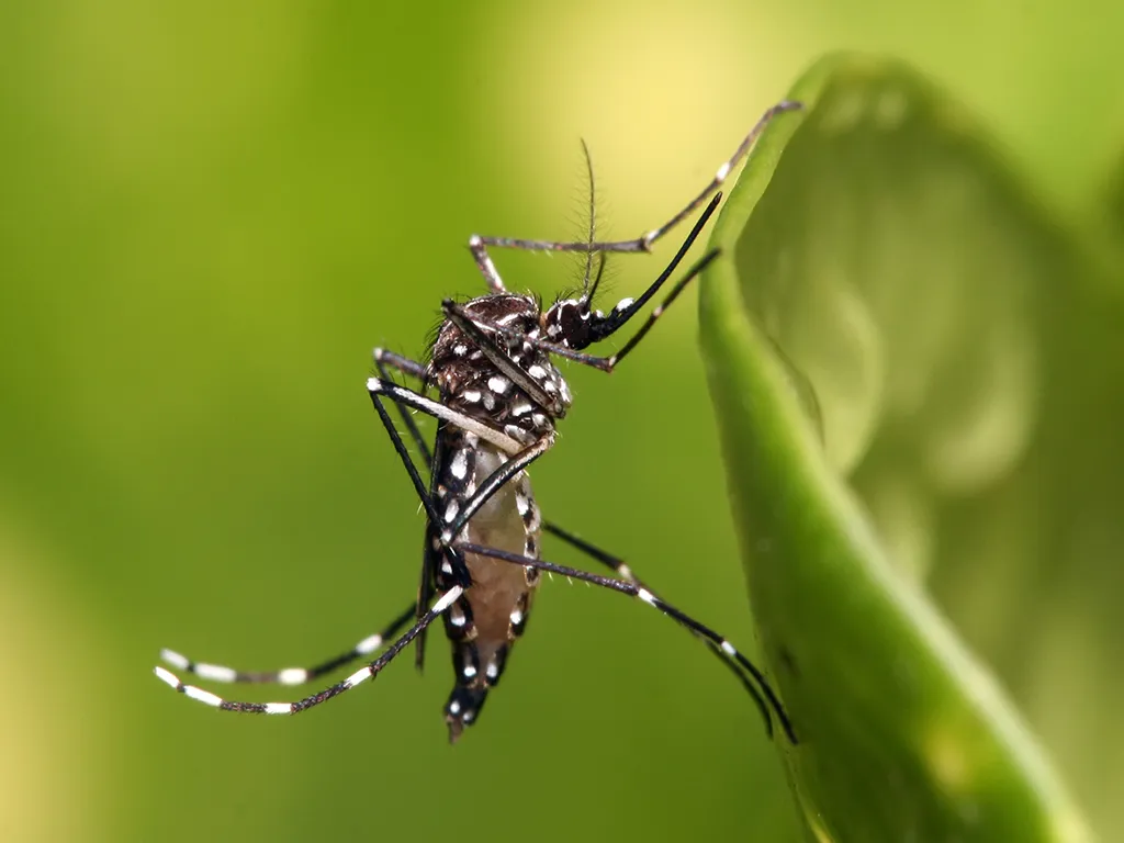 Dedetização de Mosquitos no Jardim São Paulo