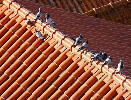 Dedetização de Pombos no Jardim São Paulo