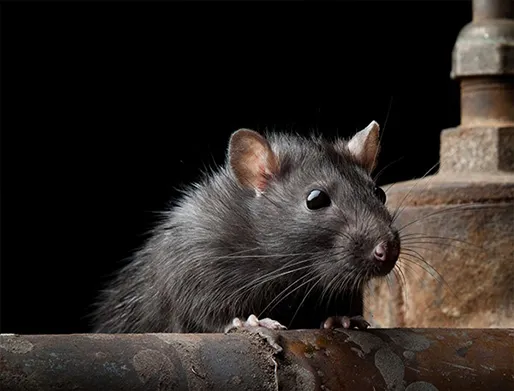 Dedetização de Ratos no Jardim São Paulo